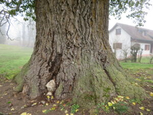 Eiche