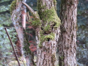 Naturgeister am Wegrand